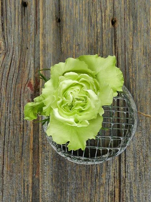 LEMONADE  CITRON GREEN ROSES